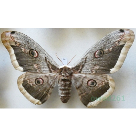 Saturnia pyri (Denis & Schiffermüller, 1775) female Pawica gruszówka Croatia 118mm86